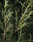 Crema idratante per pelli acneiche