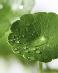 Siero a base di esosomi e niacinamide