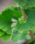 Antioxidant Ginkgo Gel Booster