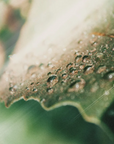 Olio di semi di canapa Cannabidiolo