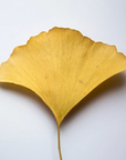 Gel booster antiossidante al ginkgo