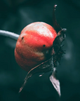 Siero olio alternativa naturale al retinolo